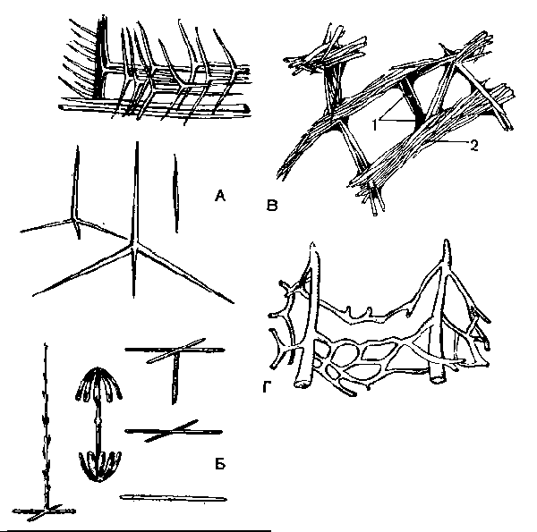 Губки рисунок биология